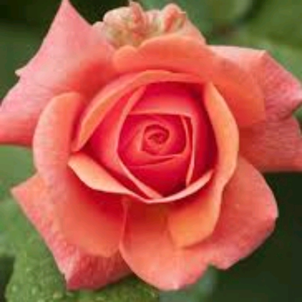 Meet your Posher, Rosa